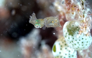 Raja Ampat 2019 - DSC07889_rc - Undetermined - Idiosepius sp 2